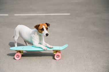 Köpek dışarıda bir peni tahtasına biniyor. Jack Russell Terrier kaykay üzerinde numaralar yapıyor.