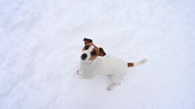 Jack Russell Terrier köpeği karda zıplayıp yemek için yalvarıyor. Yukarıdan görüntüle.