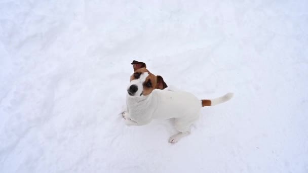 Jack Russell Terrier cane che salta nella neve implorando per il cibo. Vista dall'alto. — Video Stock