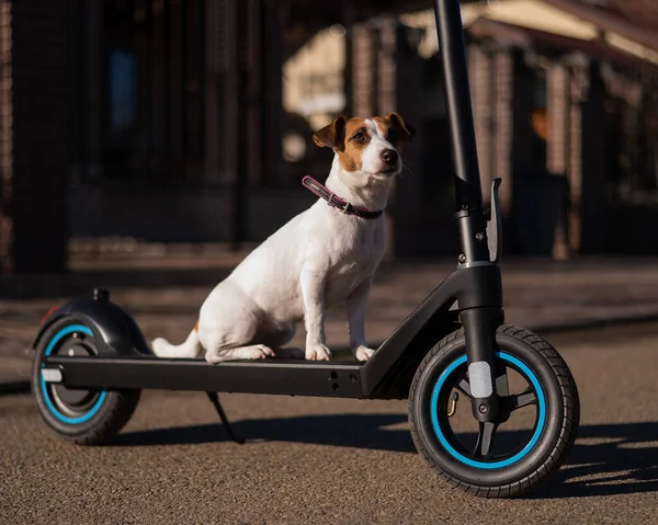 Jack Russell Terrier köpeği kır evinde elektrikli scooter kullanıyor.. — Stok fotoğraf