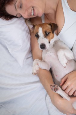 Jack Russell Terrier köpeği yatağında sahibine sarılıyor.. 