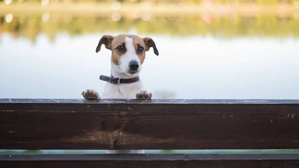 Cão solitário em um banco junto ao lago. — Fotografia de Stock