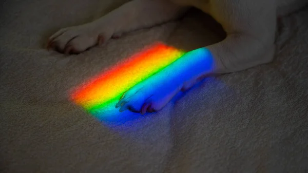 ジャック・ラッセル・テリア・ドッグはベッドの上に虹の光線を前に寝そべって. — ストック写真