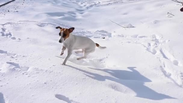 Donna che gioca con un cane nella neve. — Video Stock