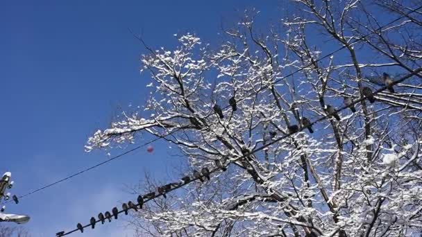 Os pombos voam longe dos fios no inverno contra o céu azul. Movimento lento. — Vídeo de Stock