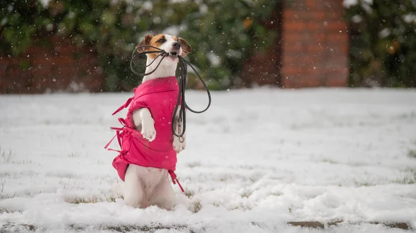 ジャック・ラッセル・テリアは冬に屋外で綱を保持します。ピンクのペット服の犬. — ストック写真