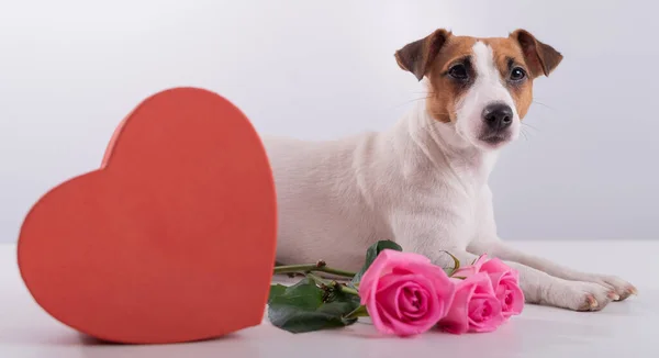 Jack Russell Terrier senta-se ao lado de uma caixa em forma de coração e um buquê de rosas rosa. Cão em um encontro — Fotografia de Stock