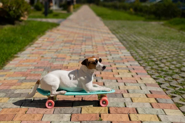 Jack russell terrier chien en lunettes de soleil monte une planche de penny à l'extérieur. — Photo