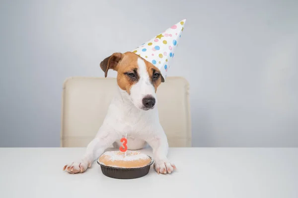 Jack Russell terrier en una gorra festiva por un pastel con una vela sobre un fondo blanco. El perro está celebrando su tercer cumpleaños —  Fotos de Stock