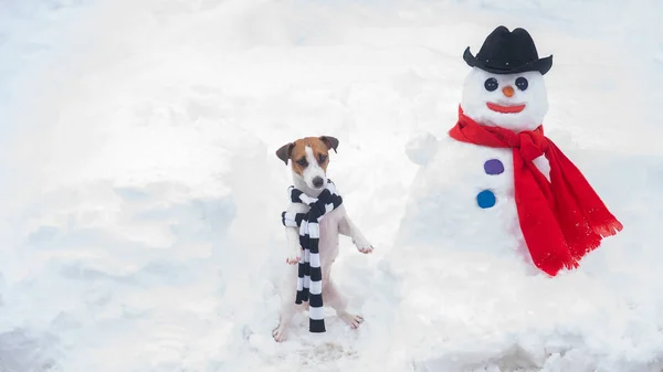 Jack Russell teriér pes v šále dělat sněhuláka. Zimní zábava. — Stock fotografie