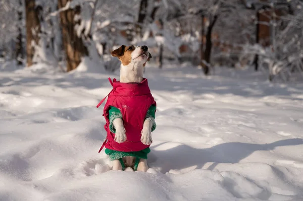 Σκύλος Jack Russell τεριέ σε ένα ζεστό σακάκι στο χιόνι το χειμώνα. — Φωτογραφία Αρχείου