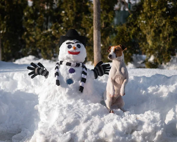 Σκύλος Jack Russell Terrier σε μια βόλτα το χειμώνα δίπλα σε έναν χιονάνθρωπο. — Φωτογραφία Αρχείου