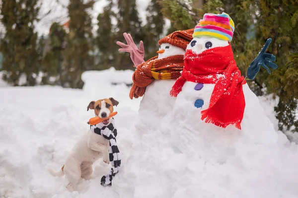 Jack Russell Terrier hund håller en morot i munnen för en snögubbe. — Stockfoto