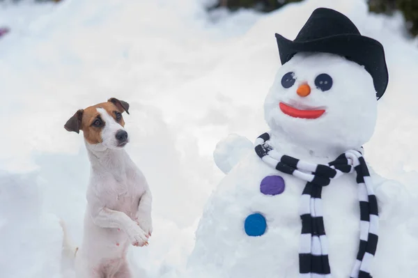 Jack Russell Terrier cane fare un pupazzo di neve. Divertimento invernale. — Foto Stock