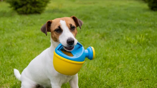 Perro Jack Russell Terrier se para en el césped y sostiene una regadera — Foto de Stock