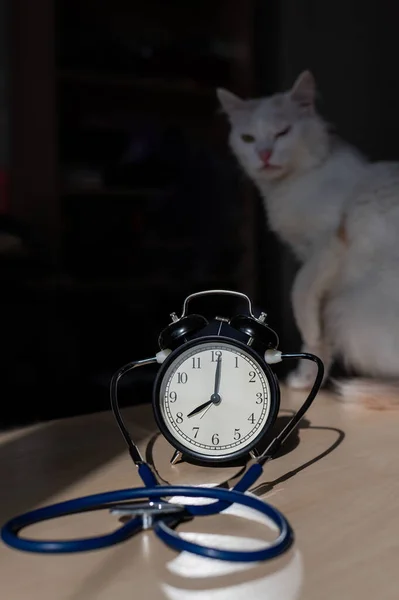 Fonendoscópio de gato e despertador na mesa. Tempo de check-up com um cardiologista veterinário. — Fotografia de Stock