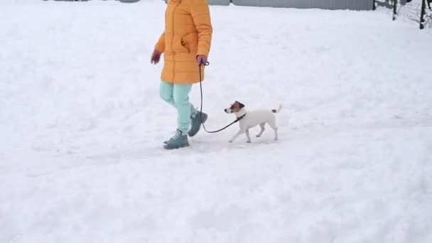 Donna caucasica a piedi con cane jack russell terrier in inverno. — Video Stock