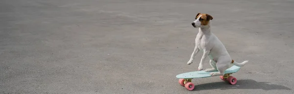 O cão monta um penny board ao ar livre. Jack Russell terrier executando truques em um skate — Fotografia de Stock