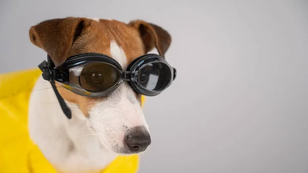 Retrato de Jack Russell cão terrier em colete salva-vidas e óculos para snorkeling no fundo branco. — Fotografia de Stock