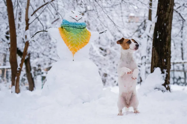 Pes Jack Russell teriér chodí v zimě po ulici. Sněhulák v šále. — Stock fotografie