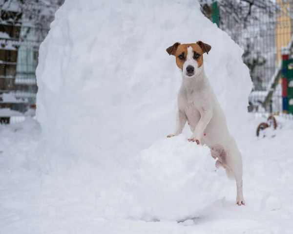 Jack Russell Terrier σκυλί κάνει ένα χιονάνθρωπο σε εξωτερικούς χώρους το χειμώνα. — Φωτογραφία Αρχείου