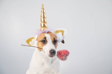 Beyaz bir arka planda kalbi tutan tek boynuzlu at başlığı takmış şirin Jack Russell Terrier köpeği..