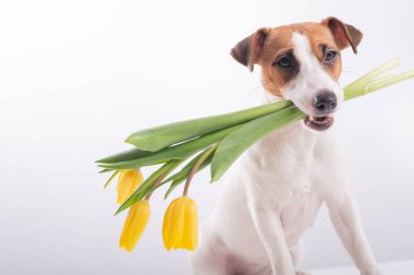 Beyaz bir arka planda, ağzında sarı laleler olan Jack Russell Terrier 'in portresi. Uluslararası Kadınlar Günü 'nü kutlayan köpek