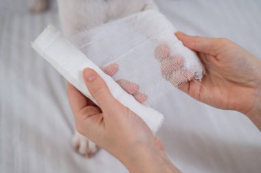 Veteriner, Jack Russell Terrier köpeğinin patisini bandajlıyor.. 