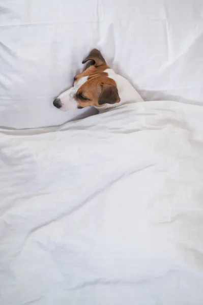 Jack Russell Terrier cão jaz na cama sob os lençóis. O animal de estimação dorme no quarto. — Fotografia de Stock