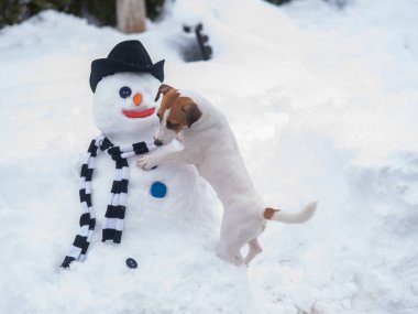 Jack Russell Terrier köpeği kardan adam yapıyor. Kış eğlencesi.