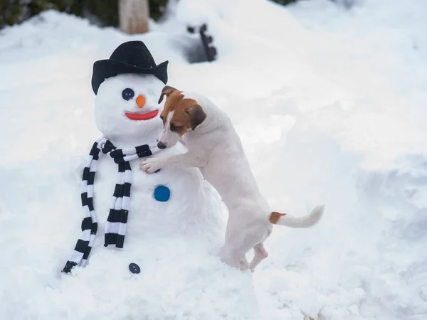 Jack Russell teriér pes dělat sněhuláka. Zimní zábava. — Stock fotografie