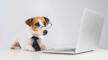 Gözlüklü ve kravatlı teriyer köpeği Jack Russell laptopta beyaz arka planda çalışır..