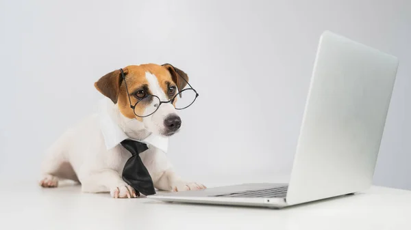 Jack russell terrier hond in bril en stropdas werkt op laptop op witte achtergrond. — Stockfoto