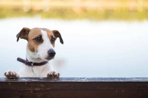 Cão solitário em um banco junto ao lago. — Fotografia de Stock