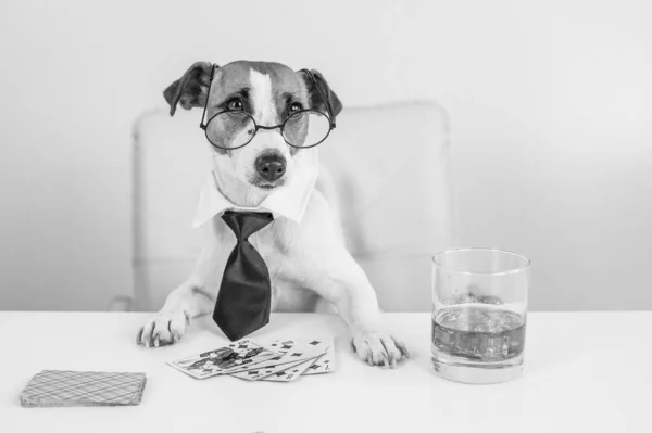 Джек розпродає собаку-тер'єра з окулярами і краватка п'є віскі і грає в покер. Залежність від азартних ігор. малюк. — стокове фото