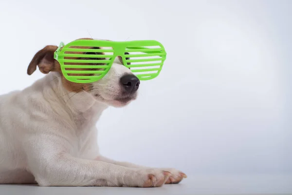 Jack Russell cão terrier em óculos verdes elegantes em um fundo branco. — Fotografia de Stock