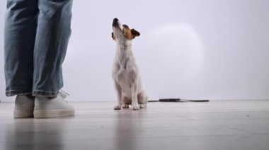 Köpek tasmayı beyaz arka plandaki kadına getirir. Jack Russell Terrier sahibini yürüyüşe çağırıyor..