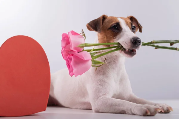 Komik köpek Jack Russell Terrier 'ın portresi. Dişlerinde çiçekler ve kalp şeklinde kutular var. Sevgililer Günü tebrik kartı. — Stok fotoğraf