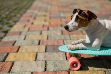 Jack Russell, güneş gözlüklü teriyer köpeği. Açık hava tahtasıyla geziyor..