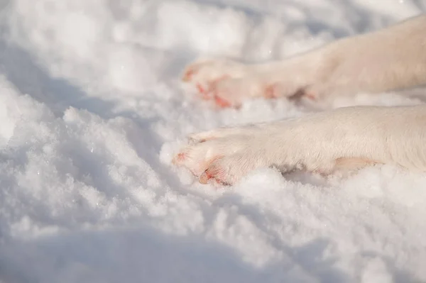 Close-up van ijskoude hondenpoten op witte sneeuw in de winter. — Stockfoto