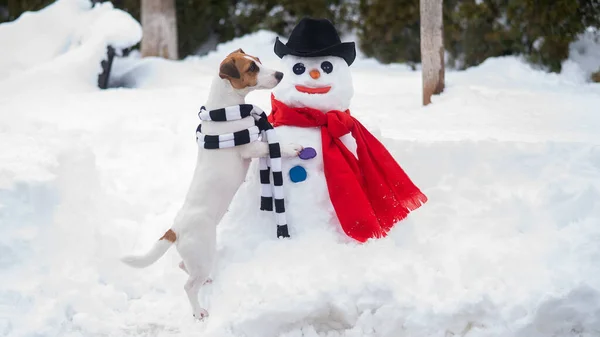 スカーフでジャック・ラッセル・テリアの犬が雪だるまを作っている。冬の楽しみ. — ストック写真