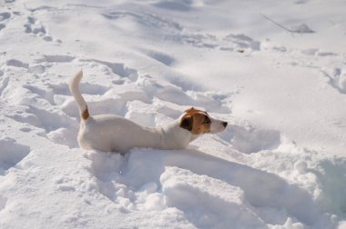 Kışın karda Jack Russell Terrier köpeği. 