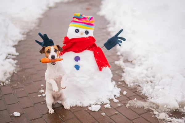 Jack Russell teriér pes drží mrkev v ústech pro sněhuláka. — Stock fotografie
