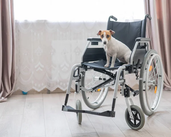 Jack Russell Terrier cão senta-se em uma cadeira de rodas. Um amigo dedicado está esperando o proprietário. — Fotografia de Stock