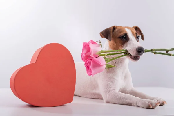 Komik köpek Jack Russell Terrier 'ın portresi. Dişlerinde çiçekler ve kalp şeklinde kutular var. Sevgililer Günü tebrik kartı. — Stok fotoğraf