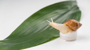 Beyaz arka planda krema kavanozundaki salyangozun yakın çekimi. Kozmetolojide kabuklu deniz hayvanı kullanımı.