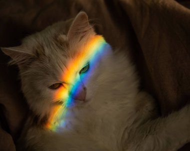 Yüzünde gökkuşağı olan beyaz tüylü bir kedi yatak odasında yatıyor..