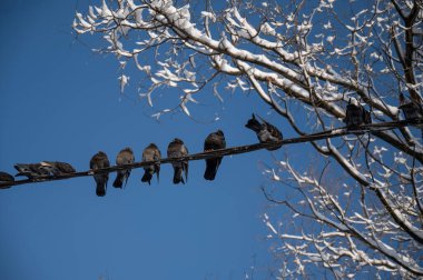 Güvercinler kışın mavi gökyüzüne karşı tellerin üzerinde otururlar..