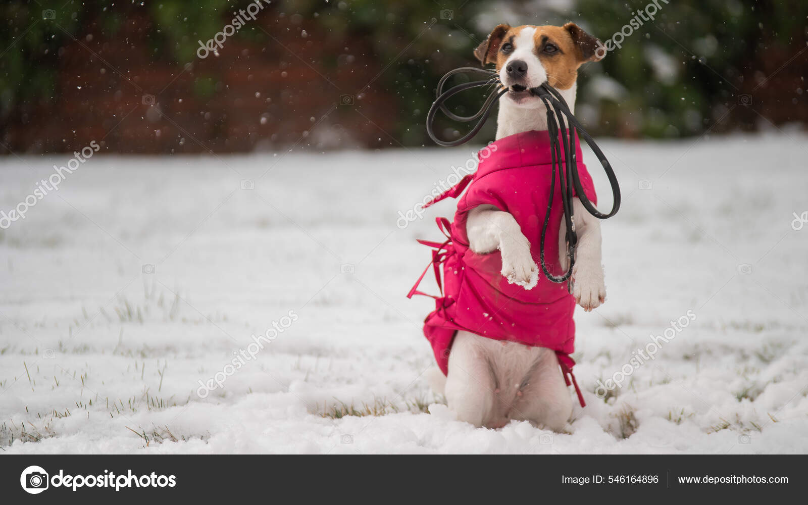 jefe Disco Modernización Jack Russell Terrier keeps a leash outdoors in winter. Dog in pink pet  clothes. Stock Photo by ©inside-studio 546164896