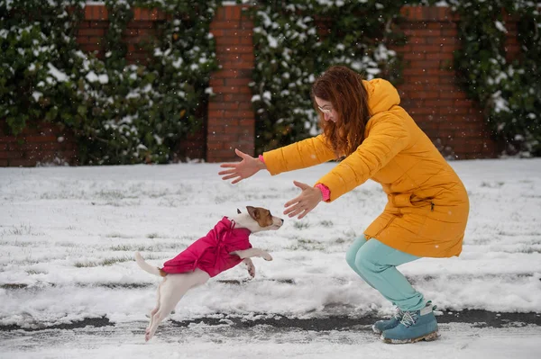 Caucasian woman playing with dog while walking in winter. Jack Russell Terrier is jumping into the arms of the owner. — Stock Photo, Image